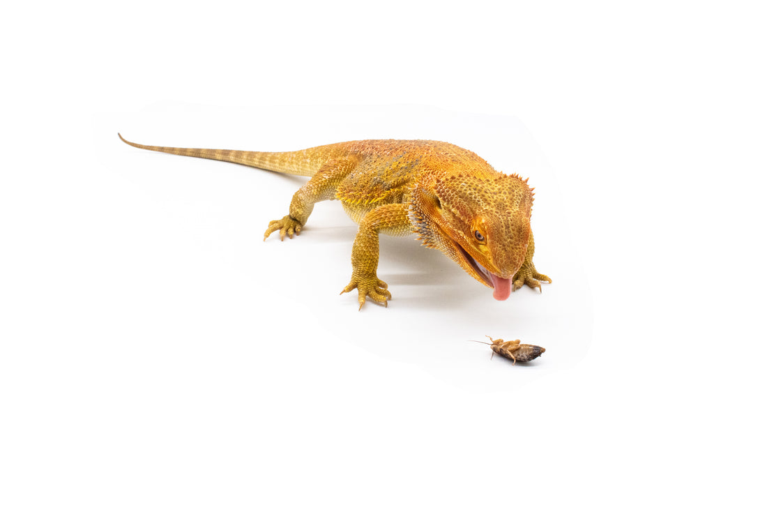 Debunking the Myth: Are Dubia Roaches Too High in Protein for Bearded Dragons?